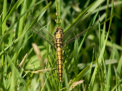 Deze foto  is de eerste libel met mijn digiscoop.  De foto is gemaakt vanaf een afstand van 5 meter.  Dichter dan 5 meter kan ik niet scherpstellen.