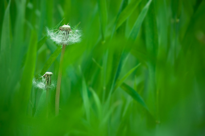 Met telelens ingezoomd. Scherpgesteld op paardenbloemen. Geringe scherptediepte gebruikt.