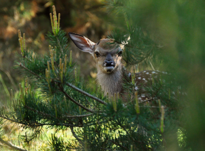 De foto is gemaakt op een zonnige dag. Ik was aan het spotten bij een veldje in het Deelerwoud. Na een uur had ik een paar mooie damherten gespot en gefotografeerd. Toen ik wegliep, rende er een groot hert weg en kwam er een jong edelhertje te voorschijn uit de bosjes. Gehurkt op een vaste plek en met statief kon ik mooie foto's van dit nog jonge hertje maken.
