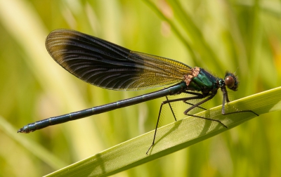 Deze weidebeek wilde graag op de pasfoto heb maar aan dit verzoek voldaan. Al liggend in het gras, zon op de rug en een libel voor de lens bijna ultiem geluk.
