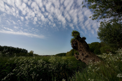 Ik was die dag vroeg opgestaan om in Nieuw - Wulven, Houten Eikenbomen die door de rupsen overwoekerd waren in het ochtendlicht te fotograferen. Enfin, dat viel tegen en op de terugweg toch maar even naar Amelisweerd gefietst. Deze plek was ik vaker langs gefietst, aan de ene kant die verschrikkelijke Uithof met zijn hoogbouw. En aan de andere kant dit tafreeltje. Het licht viel zo prachtig difuus dat ik gelijk deze foto gemaakt heb. Pogingen daarna om het weer te proberen mislukte jammerlijk omdat de zon net wat meer door de wolken scheen.