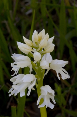 deze zuiver witte albino van het soldaatje kwam ik maandag tegen tussen zijn gewone soortgenoten in belgie (limburg).
ik vond hem zelf erg mooi.