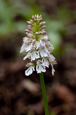 en enkele weken kwam ik in zuid limburg al de witte albinovorm van de purperorchis tegen.