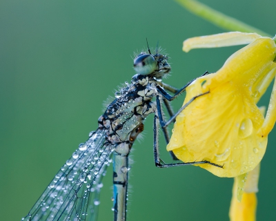 Variabele waterjuffer in al zijn facetten :kopportret

Lokale mist en een beetje wind...werd er voorspeld. 
De wind bleek toch iets sterker dan ik dacht waardoor toch wel veel foto's mislukte.
Niettemin is het me gelukt om 3 afzonderlijke foto's te maken van deze waterjuffer.
Bedankt voor het kijken.
Mvg
Hans Brinkel