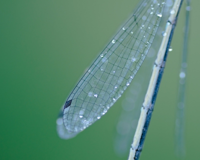 Variabele waterjuffer in al zijn facetten : staart portret

Lokale mist en een beetje wind...werd er voorspeld. 
De wind bleek toch iets sterker dan ik dacht waardoor toch wel veel foto's mislukte.
Niettemin is het me gelukt om 3 afzonderlijke foto's te maken van deze waterjuffer.
Bedankt voor het kijken.
Mvg
Hans Brinkel