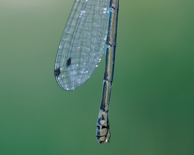 Variabele waterjuffer in al zijn facetten :achterlijf portret

Lokale mist en een beetje wind...werd er voorspeld. 
De wind bleek toch iets sterker dan ik dacht waardoor toch wel veel foto's mislukte.
Niettemin is het me gelukt om 3 afzonderlijke foto's te maken van deze waterjuffer.
Bedankt voor het kijken.
Mvg
Hans Brinkel