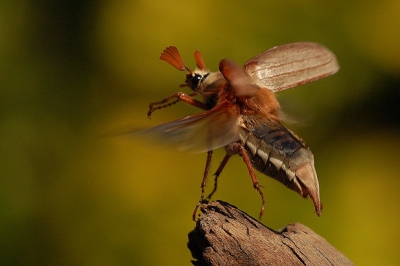 op mijn werk vind ik smorgens altijd een aantal meikevers op de rug liggen op de gallerij.
de avond ervoor vliegen ze rond en komen op het licht af
meeste mensen kijken er niet naar om, ik ga elke morgen als ik er ben , de hele gallerij af en verzamel de beestjes die nog leven.
zet ze op een stuk hout en laat ze wegvliegen en dan is het geluk hebben