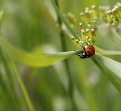 mooie dag, leuke foto's gemaakt. Je ziet dat het zomer word er komen telkens meer insecten. Mijn 2e foto op nederpix. Ik hoor graag het commetaar.