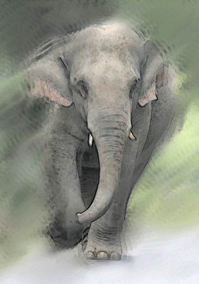 Dezelfde olifant waarvan ik al 2 foto's op nederpix plaatste. De originele foto was voor een mooie wildlife-plaat goed qua houding en uitstraling. Maar het beest liep naast een asfaltbaantje en dat verknalde de sfeer van de foto. Ik knoeide wat in PS om die lelijke straatweg eruit te klonen, en al experimenterend kwam ik tot dit resultaat. In principe verkies ik mijn foto's puur natuur te houden, zonder manipulatie. Maar in dit geval herstelde de manipulatie de originele indruk die de olifant maakte.