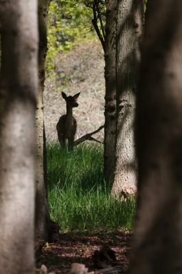 Deze dame zag ik staan en ik vond het wel een leuk doorkijkje zo tussen de bomen door.
Genomen vanaf het wandelpad.