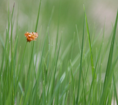 Gespeeld met het scherpstelpunt. In deze foto scherpgesteld op 'bloem'in gras.