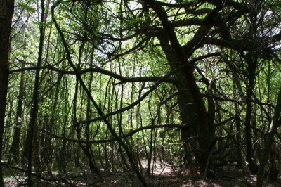 De opdracht was om de sfeer van het rommelige bos vast te leggen.