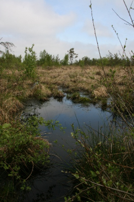 Ven in het Fochtloerveen. Gespeeld met diverse standpunten.