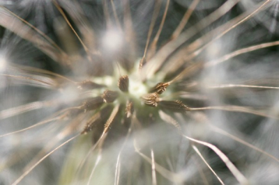 De kern van de paardebloem proberen vast te leggen met de macrolens. Door de witte pluisjes iets te onscherp misschien.