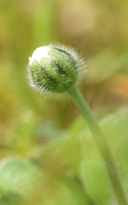 Margriet in de knop vastgelegd met de macrolens, liggend op de grond, camera op rijstzak.