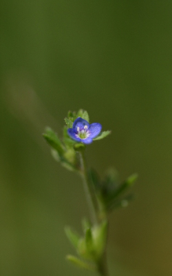 Dit zeer kleine bloempje in gras vastelegd met macrolens, liggend in gras, camera op rijstzak.