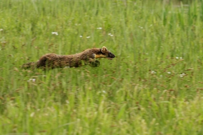 Aan het BMP'en in de Wieden.
Mooie bloemen gezien, dus de 100 mm macrolens op de camera.
Ineens zagen vanuit de boot een dier vlakbij ons wegsprinten.
Gauw camera gepakt, boot in zijn vooruit en proberen foto's te maken.
Bleek een boommarter te zijn.
Wat een belevenis, uniek in de wieden.
Geen superfoto (had ik maar een andere lens op de camera) maar gezien de reacties en mailtjes hem toch ook hier geplaatst.
Echt gaaf!!!!!!