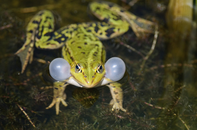 In een klein slootje langs het fietspad zaten een aantal groene kikker te kwaken. Eenmaal met camera hangend over de slootrand een plaatje proberen te maken waren de kikkers stil. Na een 20-tal minuten kwam het gekwaak weer op gang. En kon ik een paar plaatjes maken met de uitgezette blaaskaken.  Het liefst had ik een lager standpunt gehad. maar het hoogte verschil was niet te overbruggen.