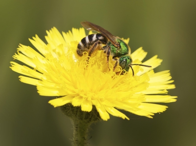 Aardig wat van deze bijtjes zijn te vinden bij de paardebloemen. Aardig gegeven is ze aan de naam 'sweat bee' komen omdat ze ook afkomen op zweet. Deze bij had gelukkig meer aandacht voor de bloem dan voor mij ;-). Voor de determinatie kom in niet verder dan de genusnaam omdat voor de vaststelling van de species details nodig zijn die niet te vinden zijn adhv deze foto. Even opgezocht wat er vooral in Michigan rondvliegt, en dan kom ik uit bij deze vier soorten: A. sericeus, A. splendens, A. texanus en A. virescens.
Enfin, dan de details voor de foto: uit de hand, plat op het gras en maar twee opnamen kunnen maken. Niet geflitst.