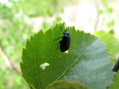 Gemaakt tijdens fotoworkshop. Het was de eerste foto die ik maakte van dit beestje. (ook de laatste)