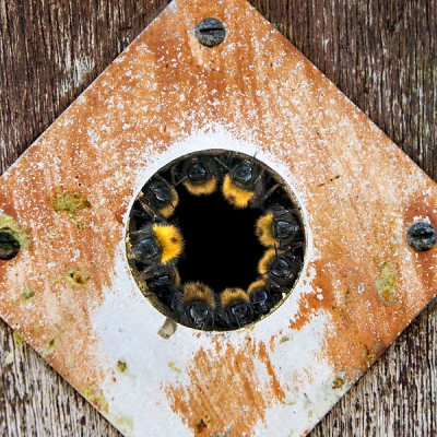 In een vogelnestkastje was het een in en uit gaan van hommels. Bij nadere inspectie bleken er een stel in de ingang verse lucht naar binnen te blazen.