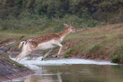 Afgelopen week ben ik op zoek geweest naar de damherten van de AWD.
Een groepje sprong over het water bij mij vandaan. natuurlijk wat foto's gemaakt. In de haast waren ze onscherp en verkeerd belicht. Tot mijn grote verbazing en vreugde deden ze het speciaal voor mij nog een keertje over en sprongen ze keurig terug naar de kant van het water waar ik ook stond, en zo kreeg ik nog een herkansing .
