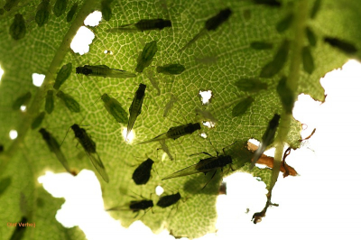 workshop natuurfotografie AWD 29052010, opdracht tegenlicht.