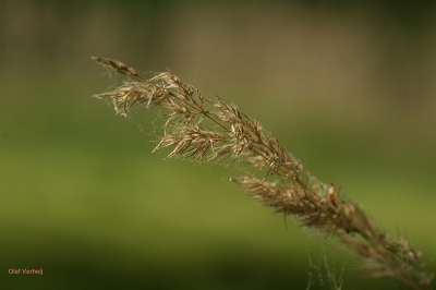 workshop natuurfotografie, opdracht tegenlicht. In een korte pauze tussen twee windvlagen was er precies genoeg tijd om deze grashalm scherp te krijgen.