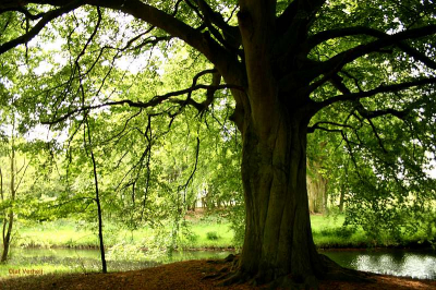 opdracht: fotografeer deze grote beuk naast de sloot.