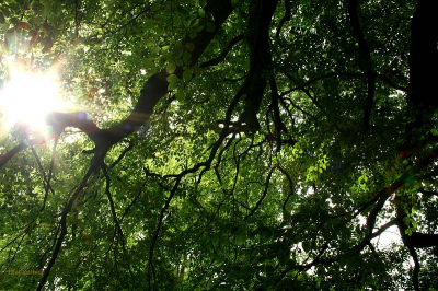 workshop natuurfotografie, opdracht: fotografeer deze grote boom.