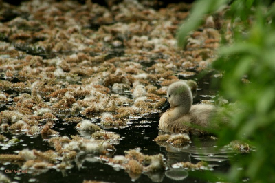 Eenzaam zwanenjong tussen de andere pluizen op het water.