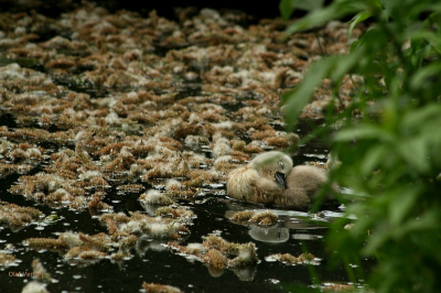 een eenzaam zwanenjong tussen andere pluizenballen op het water. Volkomen ontspannen ondanks de afwezigheid van de ouders.