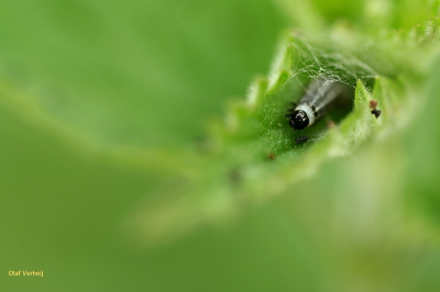de rups heeft een veilig thuis gevonden in een brandnetelblad.