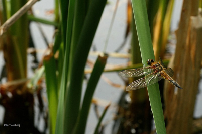 een libelle, net een paar uur uitgekropen, werd handig door Joost als model gemanipuleerd.