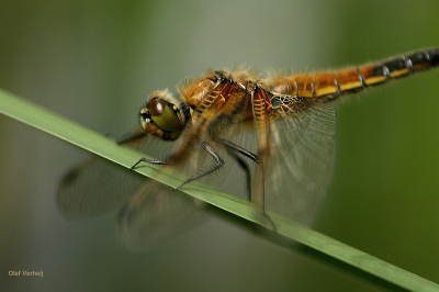 Jonge libelle. enige uren geleden uitgekropen, door Joost in positie gehouden.
