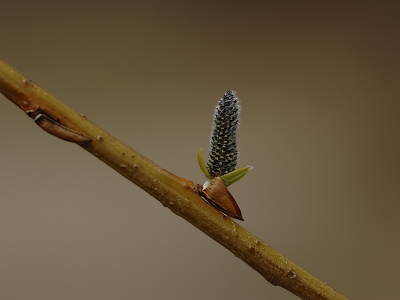 Weet iemand wat voor een wilgen soort dit is , dacht een boswilg, hij is genomen in de duinen.