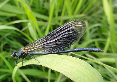 Libelle foto gemaakt met de Sony HSH op macro stand bij goed helder weer