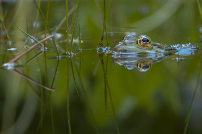 Deze groene kikker kwam dicht voorbijdrijven in de tuinvijver. Ik vond de spiegeling wel iets hebben.