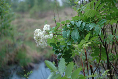 Een van de eerste opnames van de middag, oefenen met scherptediepte.