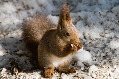 Hier nog een visitor welke gedurende de wintermaanden de restanten onder de birdfeeder kwam oppeuzelen