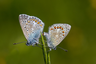 in zuid limburg op de kunderberg kwam ik deze 2 blauwtjes tegen en betrapte hun tijdens de paring.