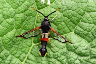 Tijdens het zoeken naar libellen kwam ik deze schoonheid tegen. Daar een groot aantal foto's van kunnen maken. Pas thuis, bij het opzoeken van de naam, kwam ik er achter dat deze vlinder niet zoveel voorkomt, er staan er ook nog niet zoveel van op NP, wat het nog bijzonderder maakte.