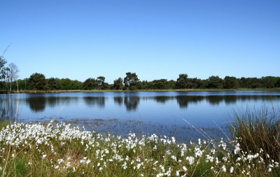 Het hondenven in Tubbergen is een pingorune in een heel klein, maar prachtig stukje heide, dat totaal anders is dan de rest van de omgeving. Ik heb vele verschillende foto's gemaakt op deze zonnige 4e juli. Het was dan ook moeilijk kiezen. Misschien dat ik er hierna nog eentje plaats.