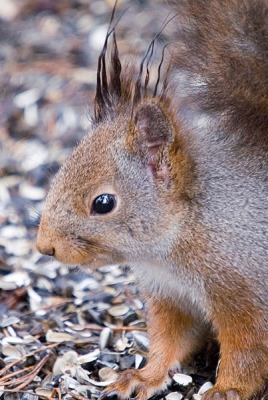 Vandaag mijn eekhoorn wederom op visite,je kunt nu zien dat hij zijn winterjas aan het verliezen is en zijn leuke oorpluimpjes aan het verdwijnen zijn