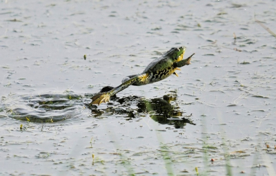 Avondlicht, tegenlicht, ik zit te wachten tot de kikker gaat kwaken, plotseling een sprong. Ik drukte nog net op tijd af. Lastige omstandigheden dus....