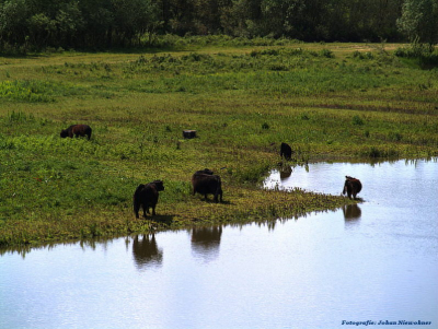 Galloway runderen in de uiterwaarden van de IJssel, Ossenwaard. Natuurfotoworkshop olv Sjon Heijenga