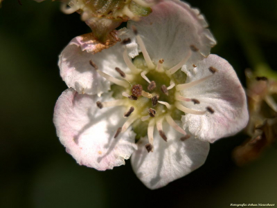 Tweestijlige meidoorn in de uiterwaarden van de IJssel, Ossenwaard, natuurfotoworkshop olv. Sjon Heijenga