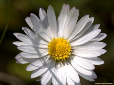 Madeliefje in de uiterwaarden van de IJssel, Ossenwaard, natuurfotoworkshop olv. Sjon Heijenga