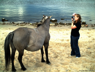 Konik paard in de uiterwaarden van de IJssel, Ossenwaard, natuurfotoworkshop olv. Sjon Heijenga
