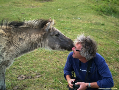 Konik paardje in de uiterwaarden van de IJssel, Ossenwaard, natuurfotoworkshop olv. Sjon Heijenga